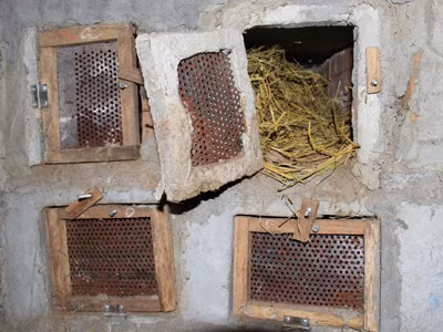 Bình thường rắn hổ chúa được nuôi ngoài trời. Khi trời lạnh thì được chuyển vào trong hộp làm bằng gỗ và có sưởi bằng điện