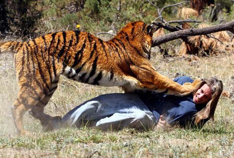 Vì vậy, dù là huấn luyện viên và là bạn của con hổ, nhưng ông Randy cho biết, ông vẫn rất thận trọng trong quá trình huấn luyện, bởi bản năng của động vật ăn thịt rất hung dữ và nó có thể tấn công đối thủ bất cứ lúc nào 