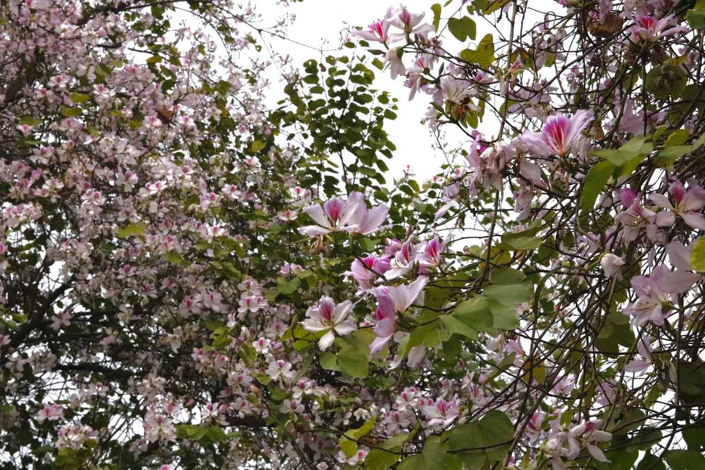 Những chùm hoa ban đua sắc trong khu đô thị.