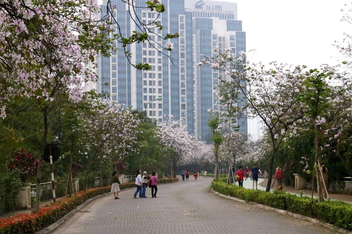 Khung cảnh lãng mạn trên những "con đường hoa ban" tại khu đô thị Ciputra.