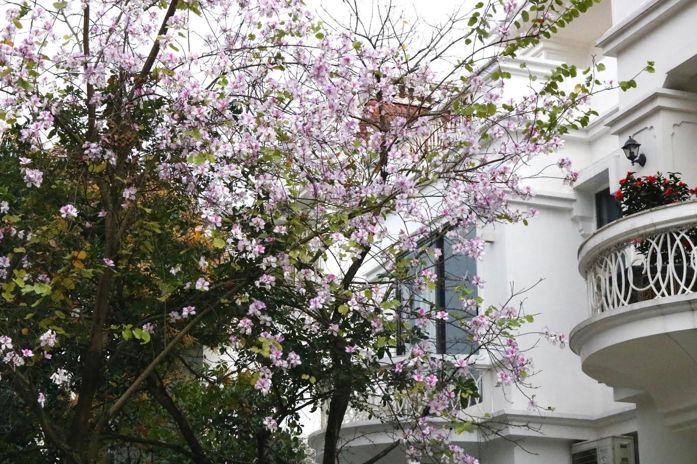 Hoa ban nở rộ trước ban công những căn biệt thự triệu USD.