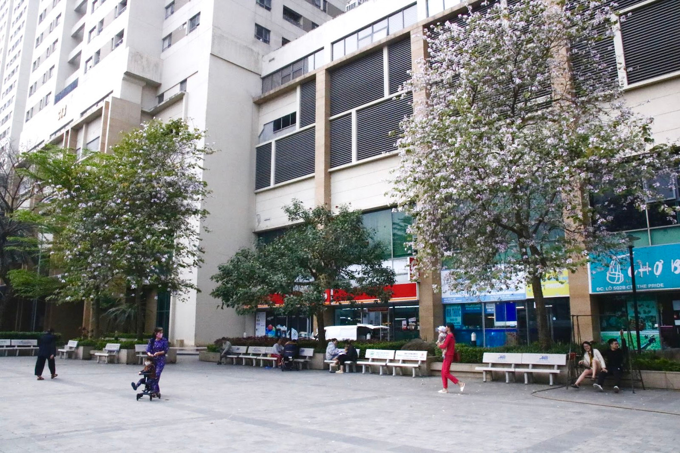 Theo ghi nhận của PV, không chỉ trên các tuyến phố trung tâm như: Hoàng Diệu, Điện Biên Phủ, Nguyễn Du,… mà ngay tại các khu chung cư, khu đô thị cũng rực rỡ hoa ban tím.