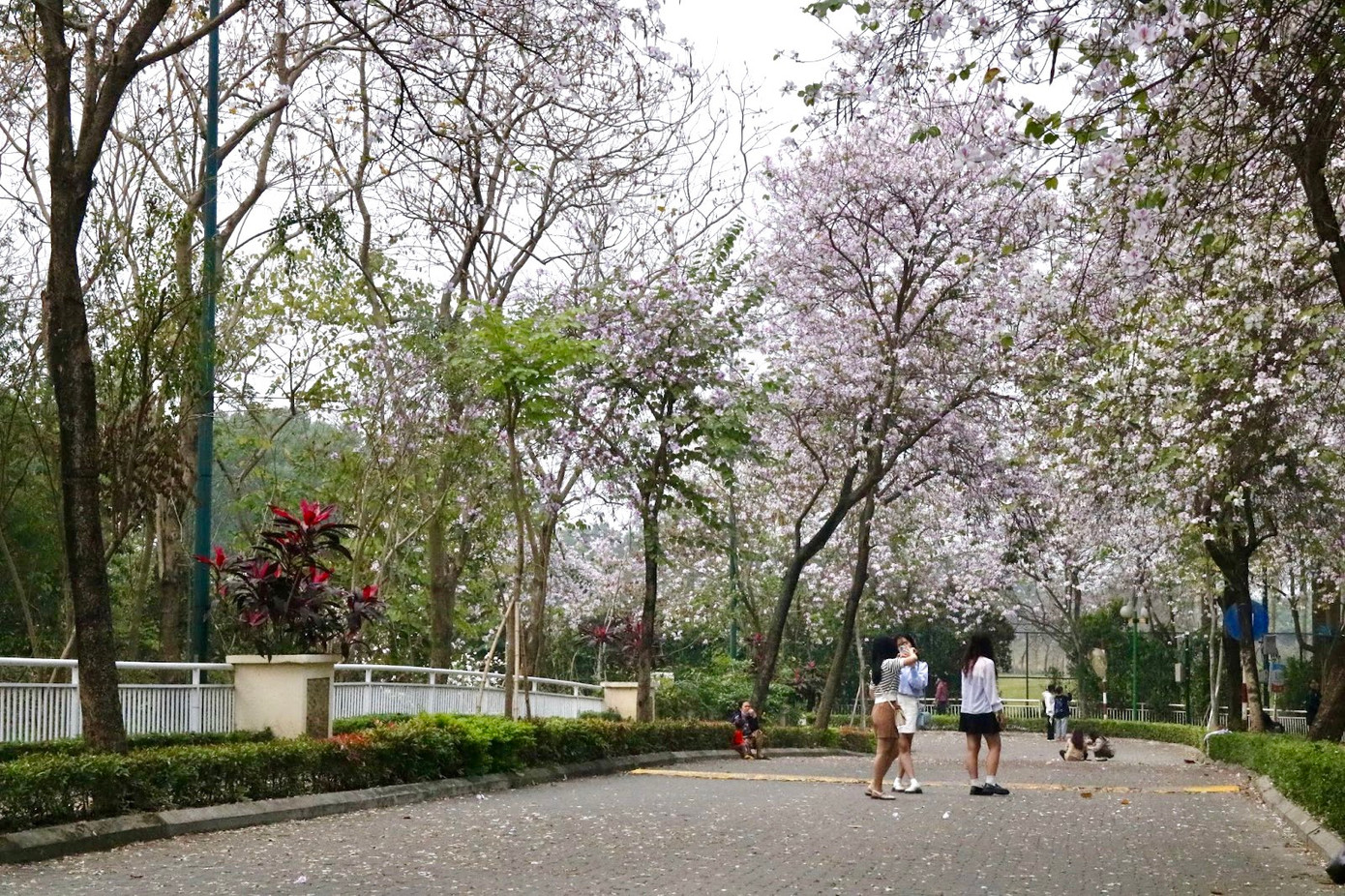 Trong khắp khuôn viên của khu đô thị được trồng rất nhiều cây hoa ban.