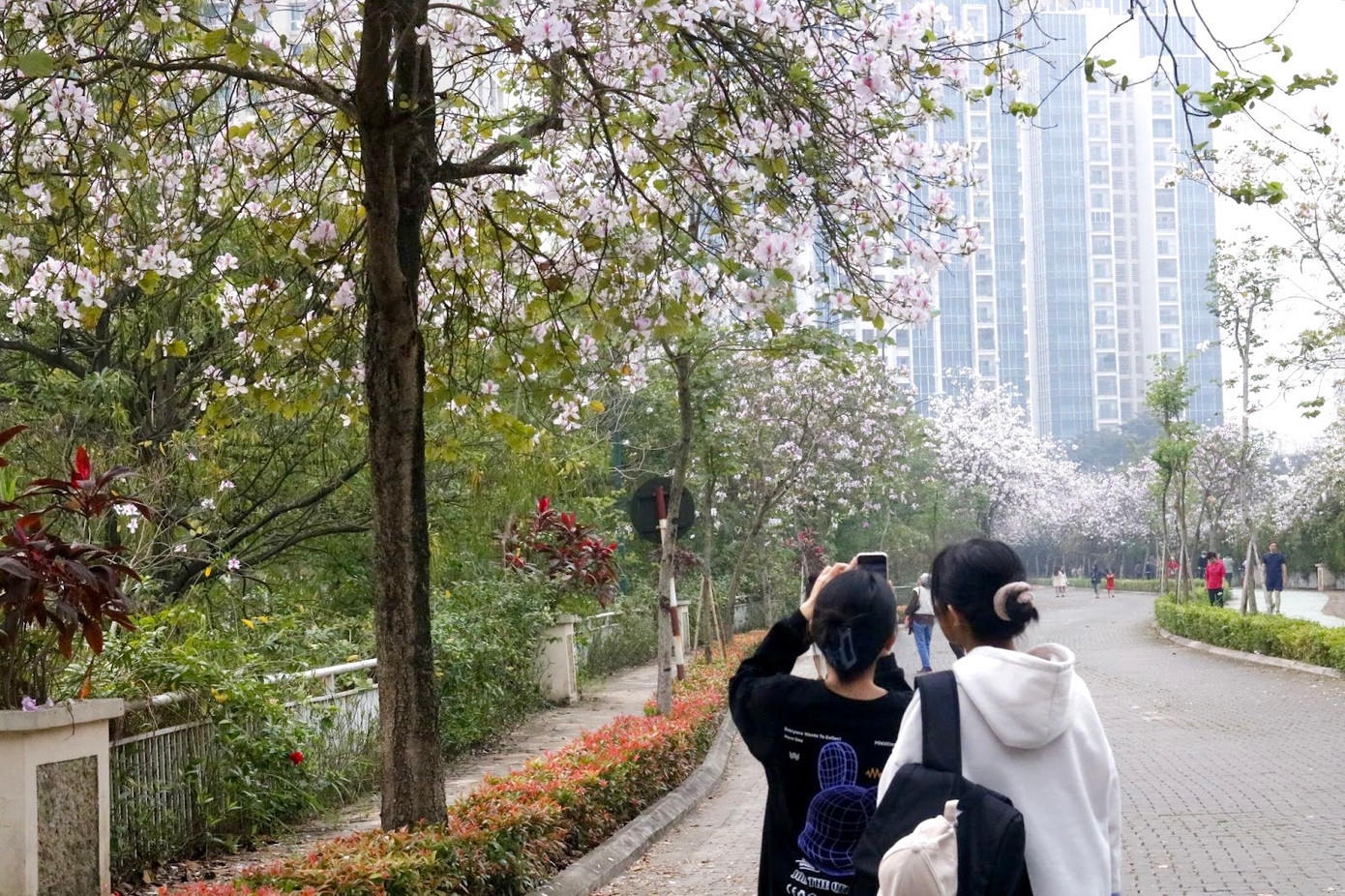 Không chỉ cư dân của khu đô thị, người dân Thủ đô cũng đổ xô về đây để chụp ảnh "check in" vào mỗi độ tháng 2-3 về.