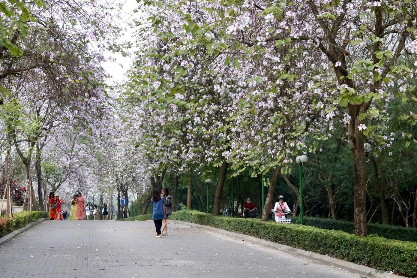 Trong khu đô thị Ciputra (quận Tây Hồ) cũng có "con đường hoa ban tuyệt đẹp".