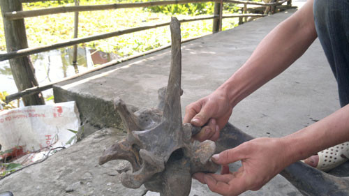 Cấu trúc lạ ở sống lưng của bộ xương khiến phát sinh nhiều lời đồn thổi