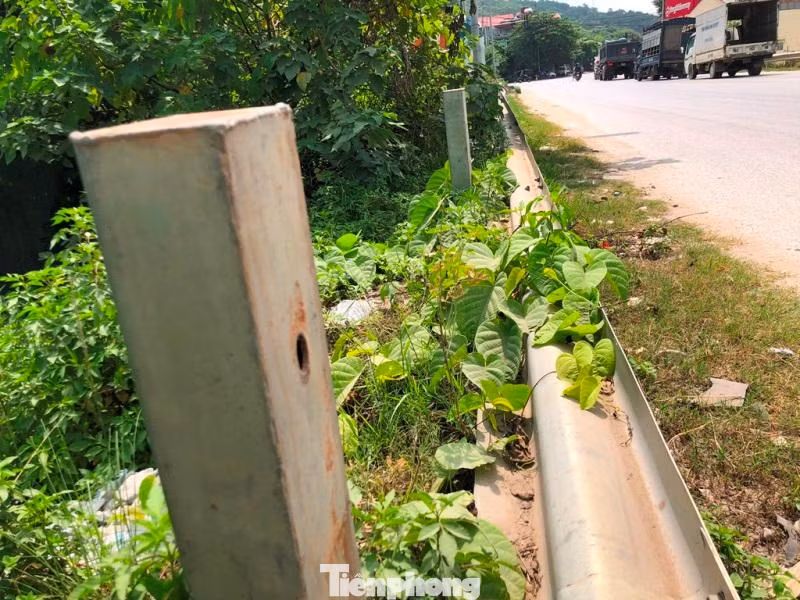 Nhiều đoạn lan can đảm bảo an toàn bằng tôn lượn sóng gãy đổ xuống đường lâu, bị cỏ, cây dại quấn lên trên.