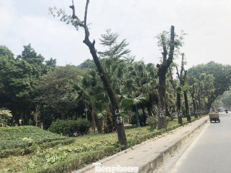 Hầu hết cây xanh tại đoạn dự án đã được chặt, tỉa ngọn trong tối 6/1 để phục vụ đánh chuyển trong ngày hôm nay.