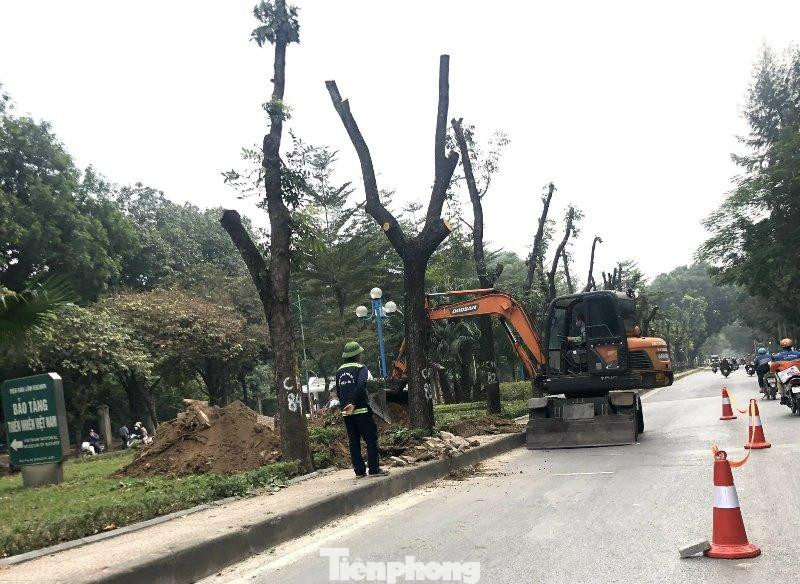 Đơn vị thi công và máy móc đào gốc để di chuyển cây xanh trên đường Hoàng Quốc Việt sáng nay.