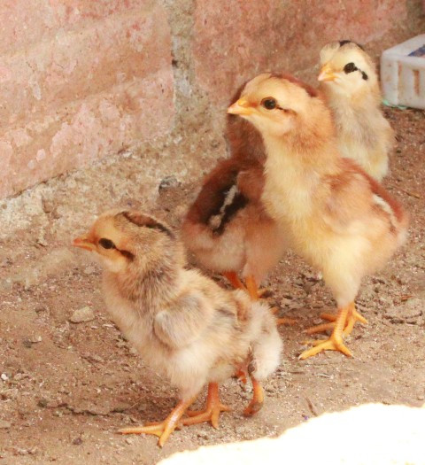 Chú gà khỏe mạnh bình thường như các chú gà nở cùng