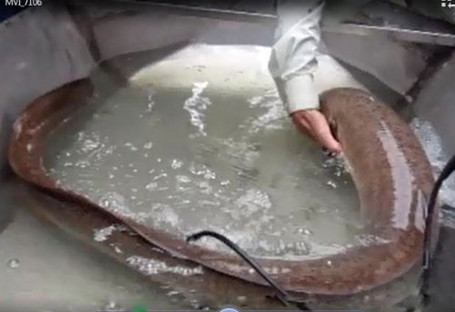 Ngư dân Việt và những chiến tích săn 'thủy quái' để đời ảnh 19