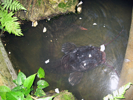 Ngư dân Việt và những chiến tích săn 'thủy quái' để đời ảnh 15