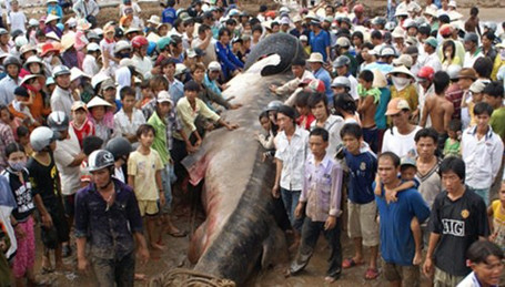 Ngư dân Việt và những chiến tích săn 'thủy quái' để đời ảnh 21