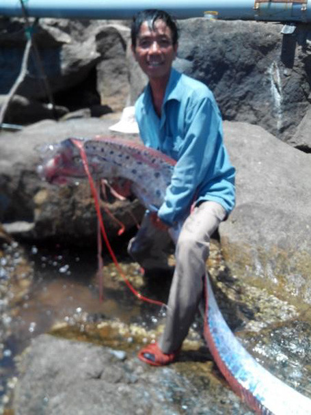 Ngư dân Việt và những chiến tích săn 'thủy quái' để đời ảnh 12