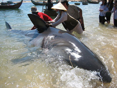 Ngư dân Việt và những chiến tích săn 'thủy quái' để đời ảnh 22