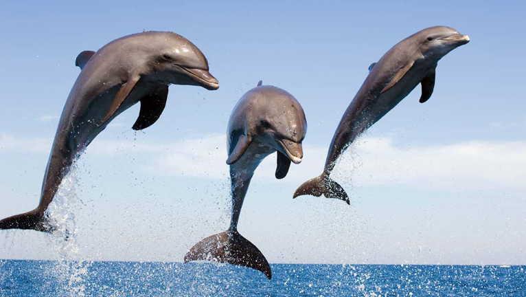 Ảnh minh hoạ. Ảnh minh hoạ.