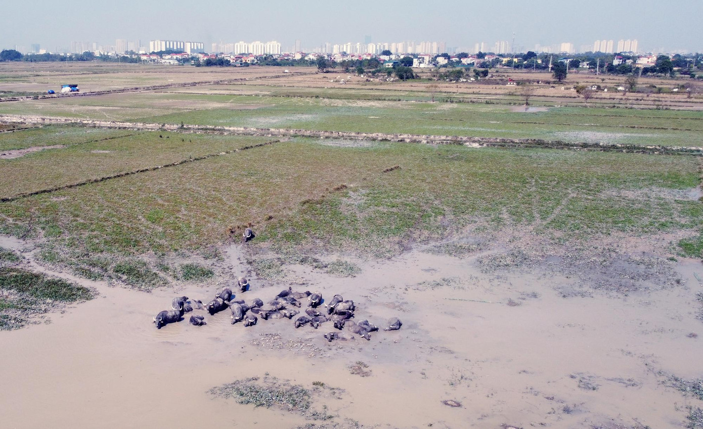 Khu đô thị Mỹ Hưng sau nhiều năm không triển khai vẫn chỉ là cánh đồng hoang, người dân tận dụng thả trâu bò, nuôi vịt... Ảnh: Hạ Vũ.