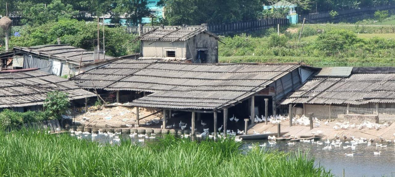 Khu trang trại nuôi vịt ven sông Lũy Thầy của ông Dương. Khu trang trại nuôi vịt ven sông Lũy Thầy của ông Dương.