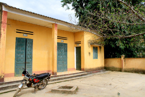 Cây đào nằm ở sân trung tâm y tế xã La Pán Tẩn (Mù Cang Chải, Yên Bái)