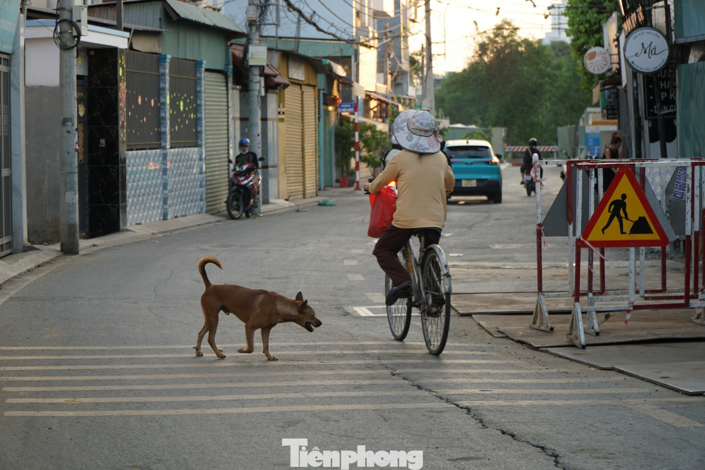 Chó thả rông trên Nguyễn Thị Định (đoạn giao với đường Lê Hữu Kiều, phường Bình Trưng Tây TP Thủ Đức).