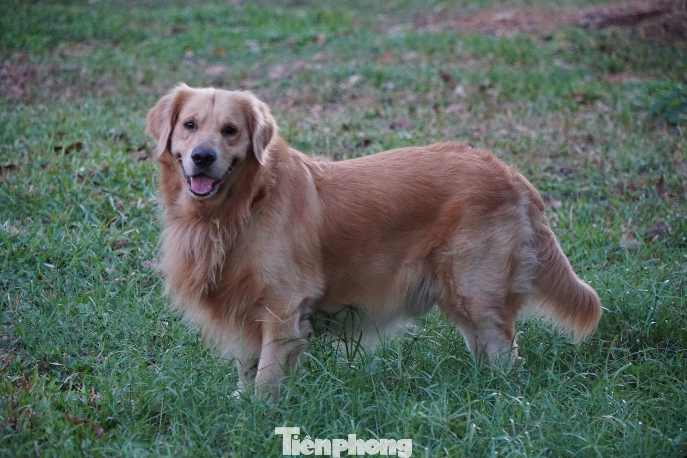 Chia sẻ với PV, nhiều người dân bày tỏ sự đồng tình khi cơ quan chức năng tăng cường việc xử phạt các trường hợp chủ nuôi thả rông chó và không đeo rọ mõm cho vật nuôi khi đến nơi công cộng. Trong ảnh: Chó thả rông, không được rọ mõm xuất hiện nhan nhản ở khu vực công viên bờ kênh Giồng Ông Tố (phường An Phú, TP Thủ Đức).