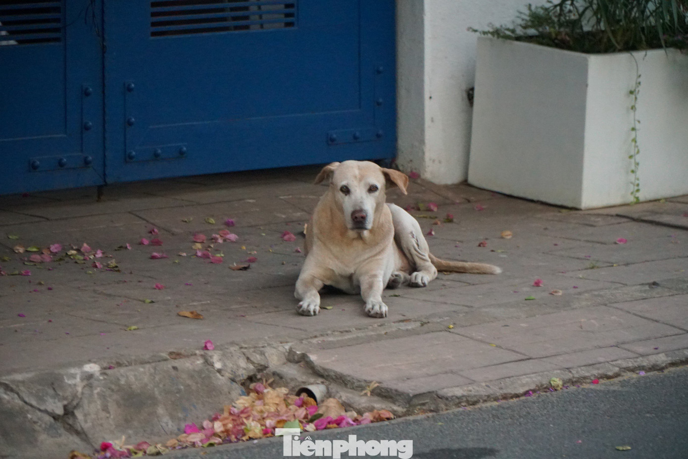 Chia sẻ với PV, nhiều người dân bày tỏ sự đồng tình khi cơ quan chức năng tăng cường việc xử phạt các trường hợp chủ nuôi thả rông chó và không đeo rọ mõm cho vật nuôi khi đến nơi công cộng. Trong ảnh: Chó thả rông, không được rọ mõm xuất hiện nhan nhản ở khu vực công viên bờ kênh Giồng Ông Tố (phường An Phú, TP Thủ Đức).