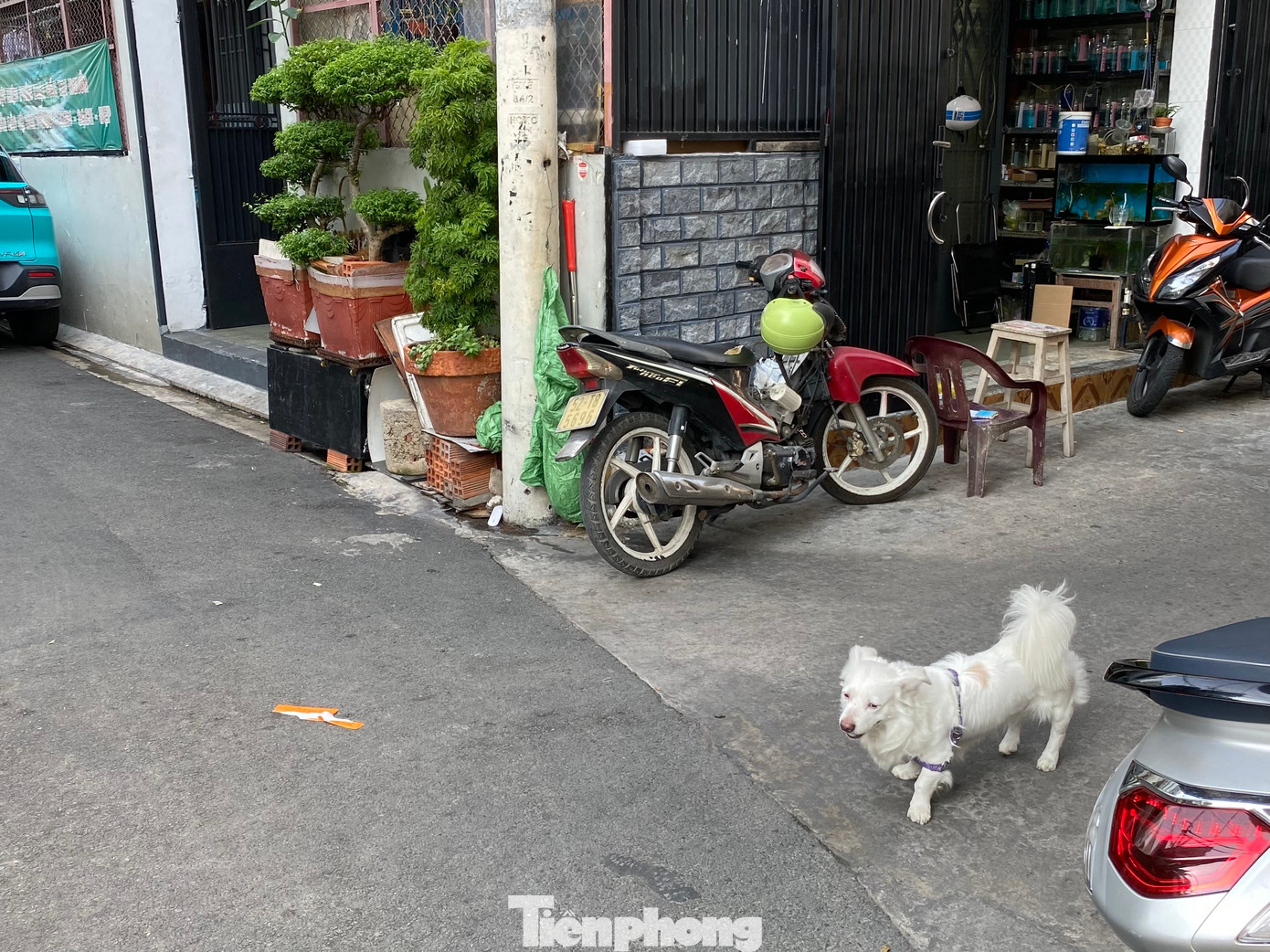 Một trường hợp chó mang vòng cổ, nhưng không rọ mõm, không đi cùng chủ nhân tại hẻm 115 Lê Văn Sỹ, phường 13, quận Phú Nhuận.