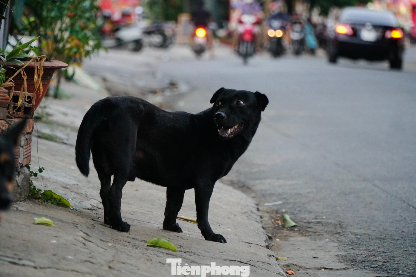 Người nuôi chó vô tư thả rông vật nuôi đi lại trên đường.