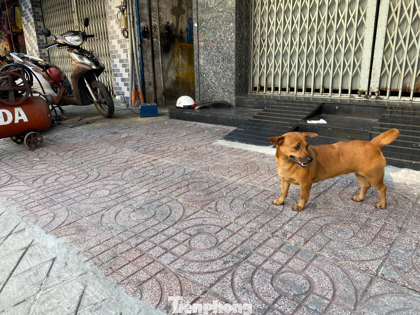 Chó thả rông đi lang thang trên vỉa hè đường Lạc Long Quân (phường 11, quận Tân Bình).