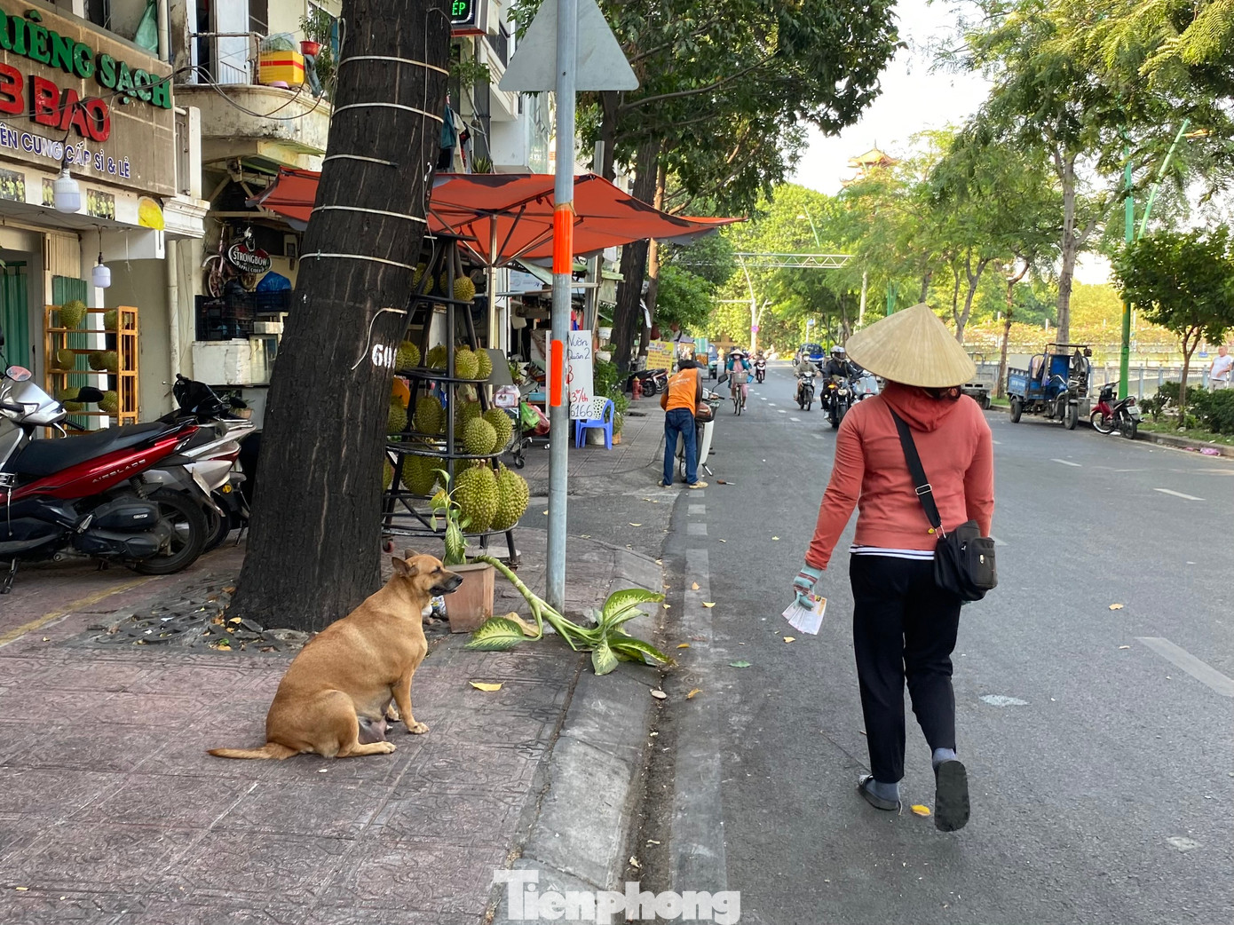 Theo ghi nhận của PV, tại nhiều tuyến đường và khu vực dân cư của TPHCM, không khó để bắt gặp tình trạng chó thả rông, không rọ mõm. Hình ảnh ghi nhận tại vỉa hè đường Trường Sa (phường 13, quận 3).