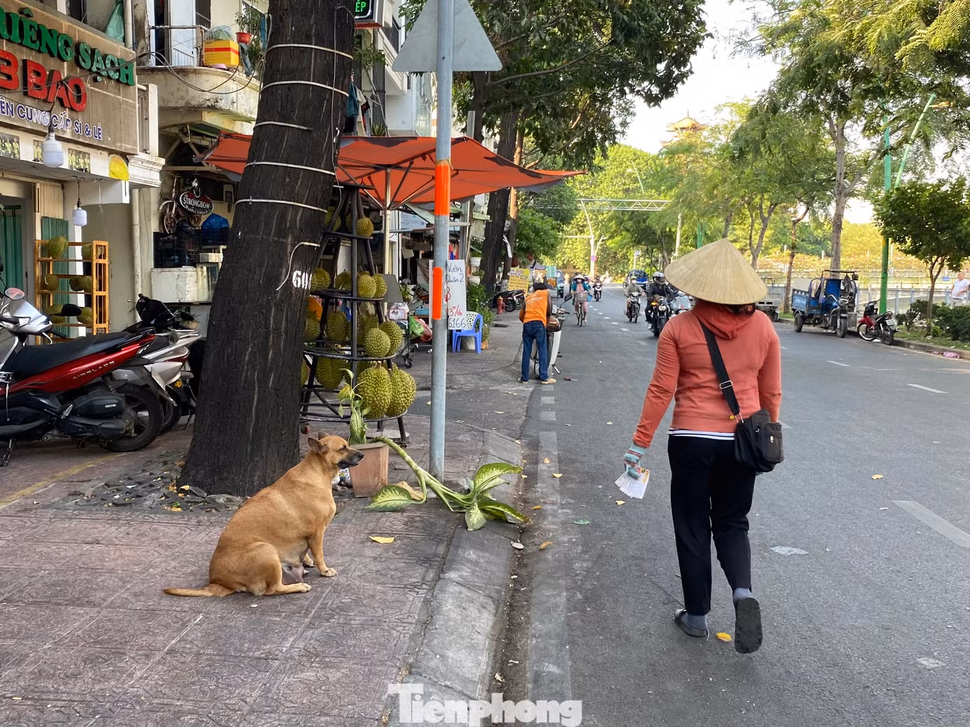 Theo ghi nhận của PV, tại nhiều tuyến đường và khu vực dân cư của TPHCM, không khó để bắt gặp tình trạng chó thả rông, không rọ mõm. Hình ảnh ghi nhận tại vỉa hè đường Trường Sa (phường 13, quận 3).