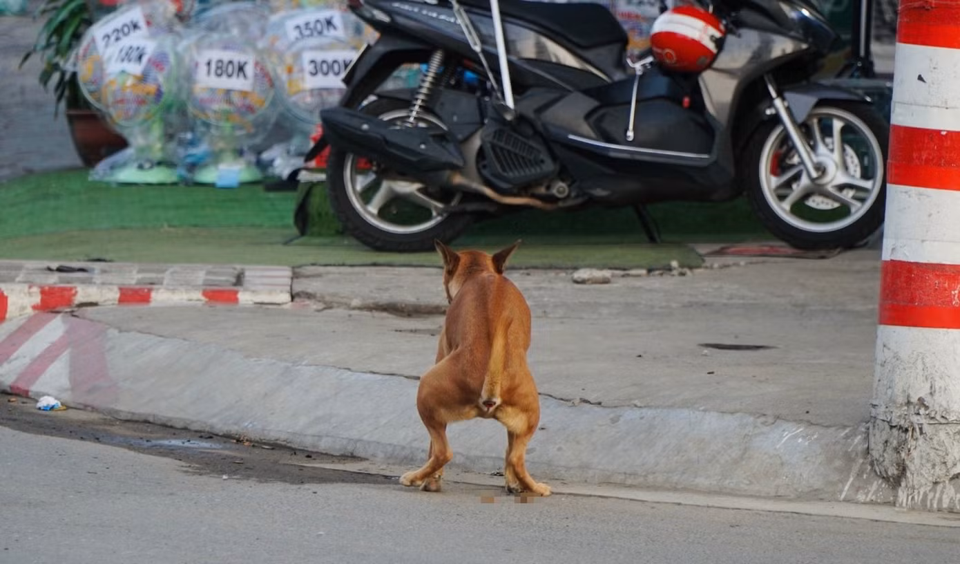 Anh Hồ Ngọc Sang (ngụ TP Thủ Đức) cho rằng, không ai cấm nuôi chó, nhưng người nuôi phải có ý thức bảo vệ người xung quanh và có ý thức giữ gìn vệ sinh chung. "Hiện nay, nhiều người nuôi chó ở đô thị vẫn rất vô tư, nhiều trường hợp hàng xóm xích mích, mâu thuẫn chỉ vì vật nuôi phóng uế, gây ô nhiễm hoặc gây tiếng ồn ảnh hưởng đến đời sống"- anh Sang chia sẻ. Trong ảnh: Chó thả rông phóng uế trên đường Nguyễn Thị Định, phường Bình Trưng Tây, TP Thủ Đức.