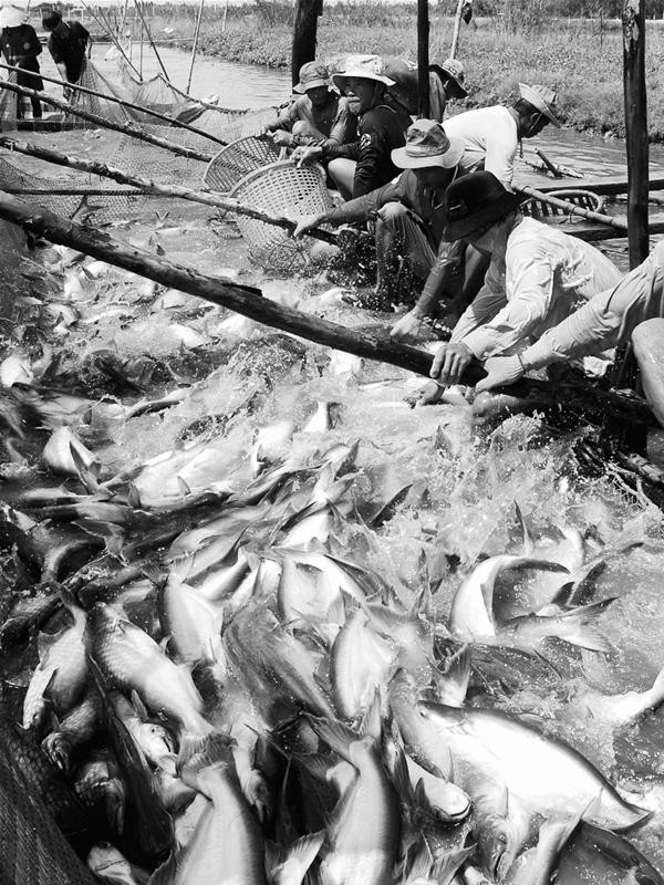 Thu mua cá tra ở An Giang. Ảnh: Thanh Võ