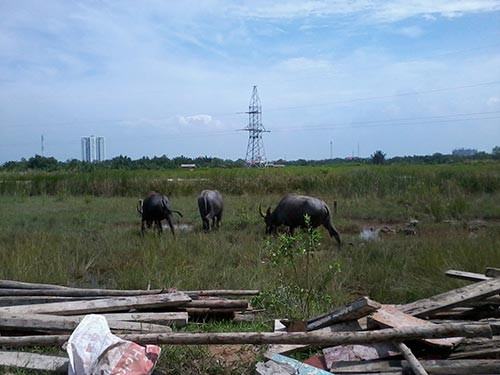 Đàn trâu thong dong gặm cỏ trong dự án khu dân cư Phú Xuân, huyện Nhà Bè, TP HCM. Đàn trâu thong dong gặm cỏ trong dự án khu dân cư Phú Xuân, huyện Nhà Bè, TP HCM