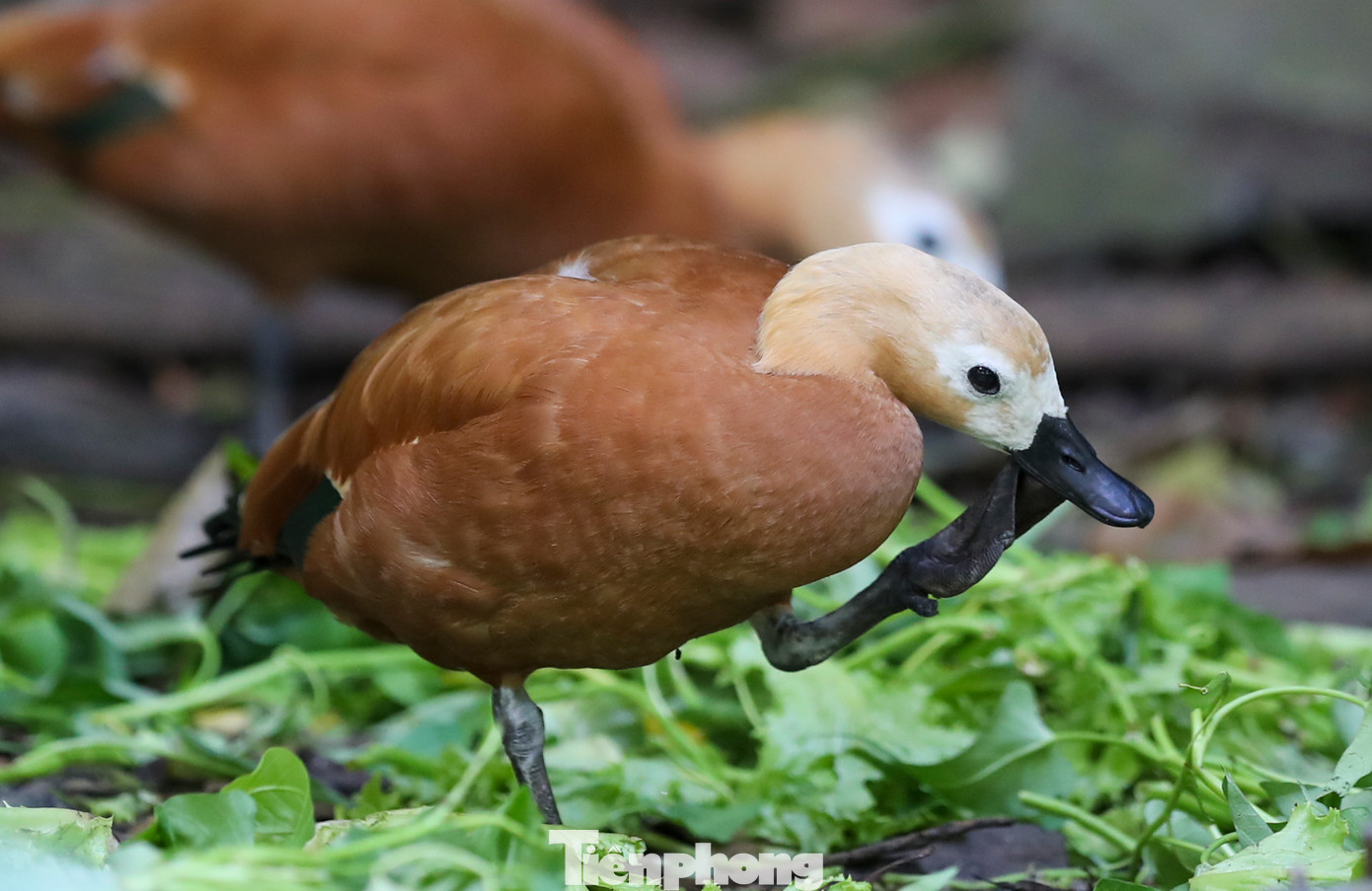 Việc du khách hay ném đồ ăn vào cho thú, ông Nê cho biết: "Sau này những việc như thế đều được các nhân viên tại đây nhắc nhở. Chúng tôi đều giải thích rõ cho khách hiểu là thức ăn của các loài đều đã được cung cấp đầy đủ, nếu như tự tiện cho thú ăn những thức ăn không phải của chúng sẽ gây ảnh hưởng rất nhiều đến sức khoẻ của chúng".