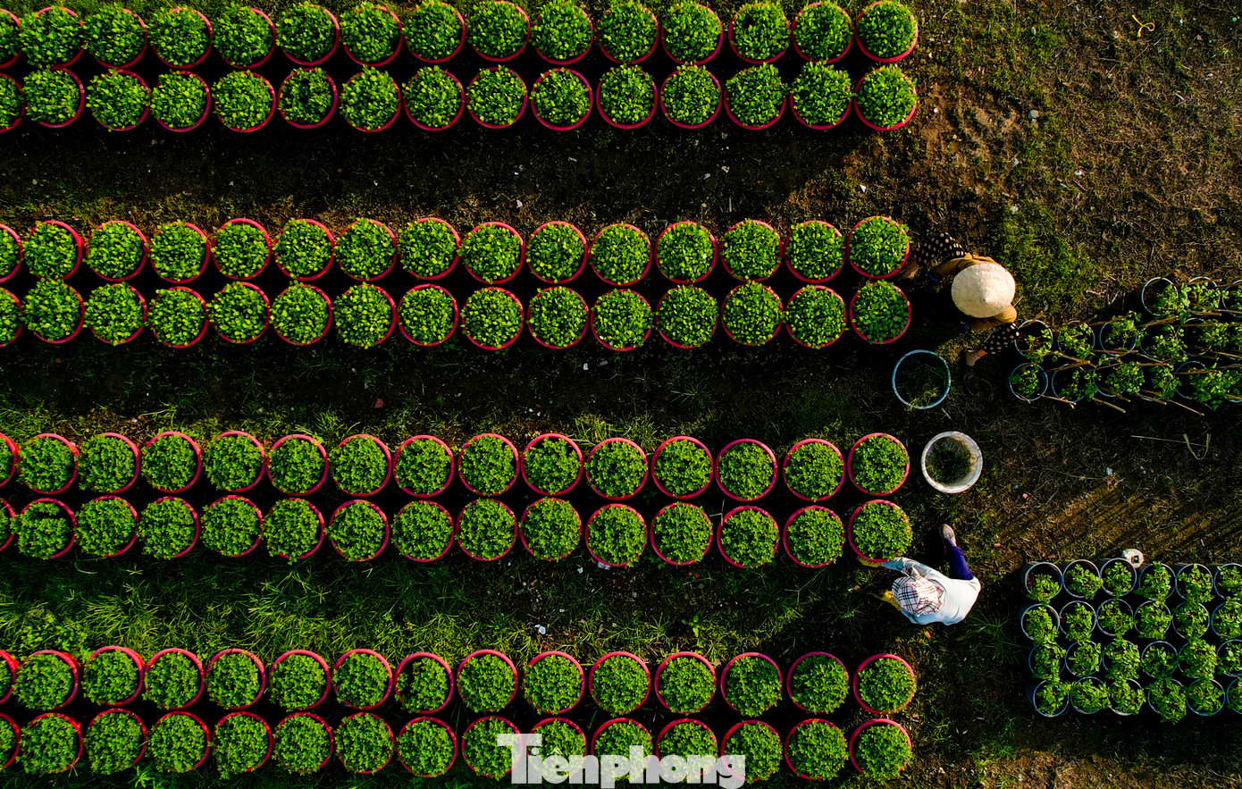 Theo chị Trịnh Thị Kim Lan, chủ một vườn hoa cho biết, năm nay nếu thời tiết đẹp như hiện nay, hoa sẽ nở đúng dịp, thuận lợi hơn cho việc mua bán.