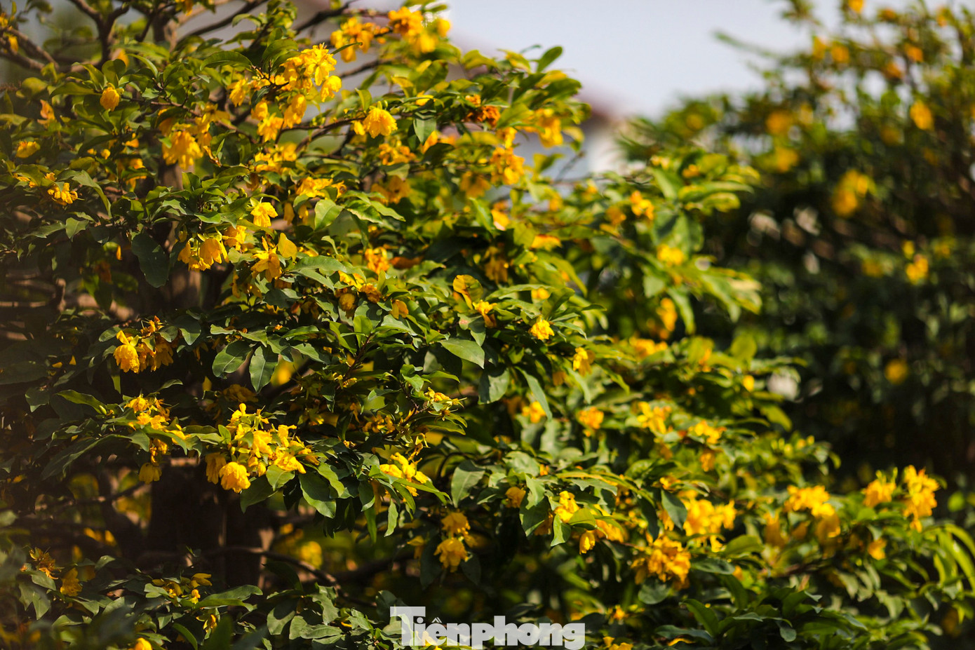 Tại vườn mai Sáu Hoàng (phường Thạnh Lộc, quận 12), hơn 200 gốc mai đã bung nở vàng rực.