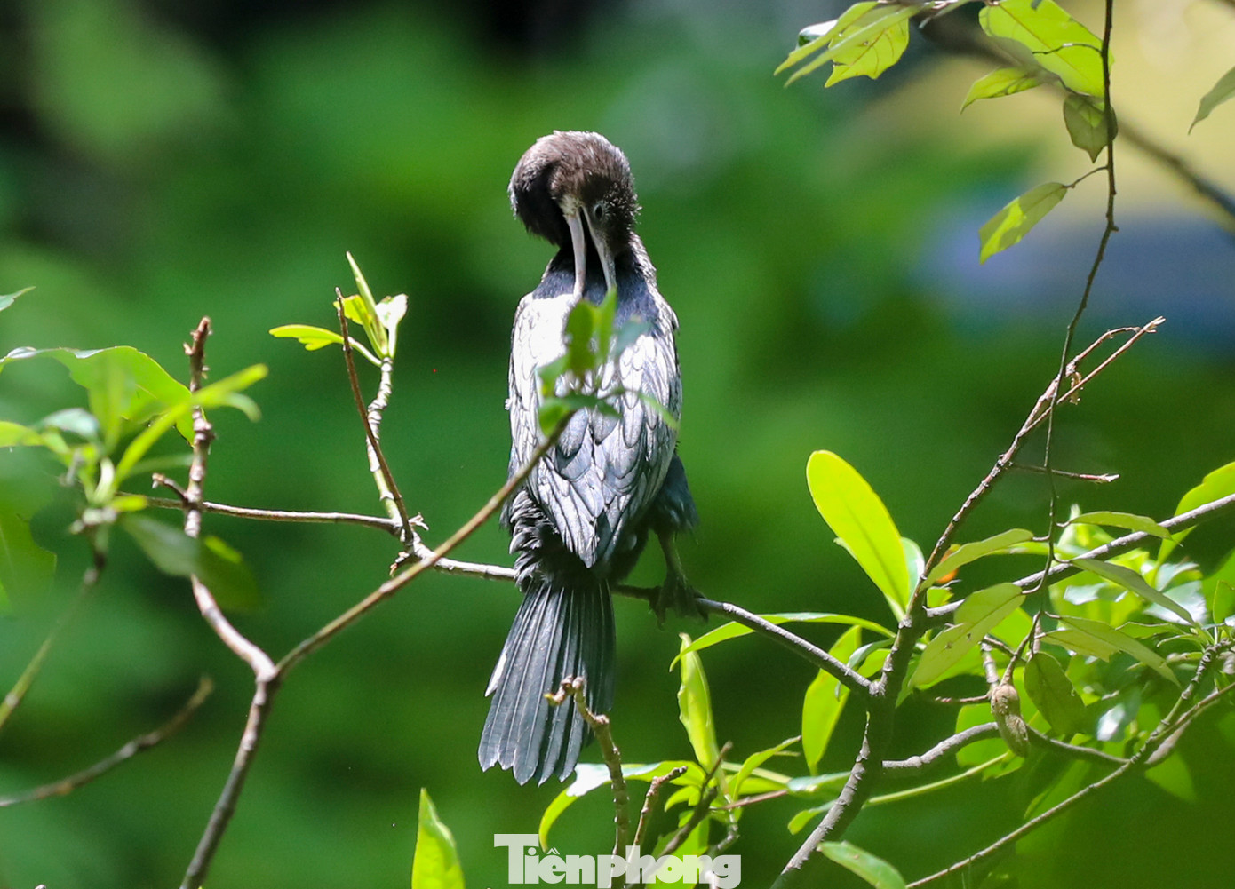 Việc du khách hay ném đồ ăn vào cho thú, ông Nê cho biết: "Sau này những việc như thế đều được các nhân viên tại đây nhắc nhở. Chúng tôi đều giải thích rõ cho khách hiểu là thức ăn của các loài đều đã được cung cấp đầy đủ, nếu như tự tiện cho thú ăn những thức ăn không phải của chúng sẽ gây ảnh hưởng rất nhiều đến sức khoẻ của chúng".