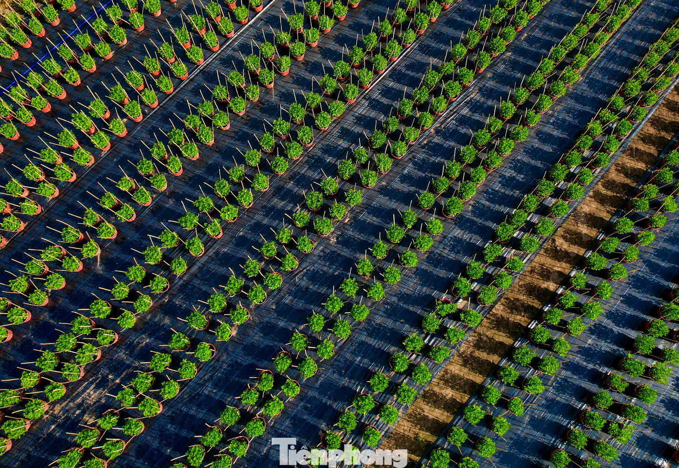 Theo chị Trịnh Thị Kim Lan, chủ một vườn hoa cho biết, năm nay nếu thời tiết đẹp như hiện nay, hoa sẽ nở đúng dịp, thuận lợi hơn cho việc mua bán.