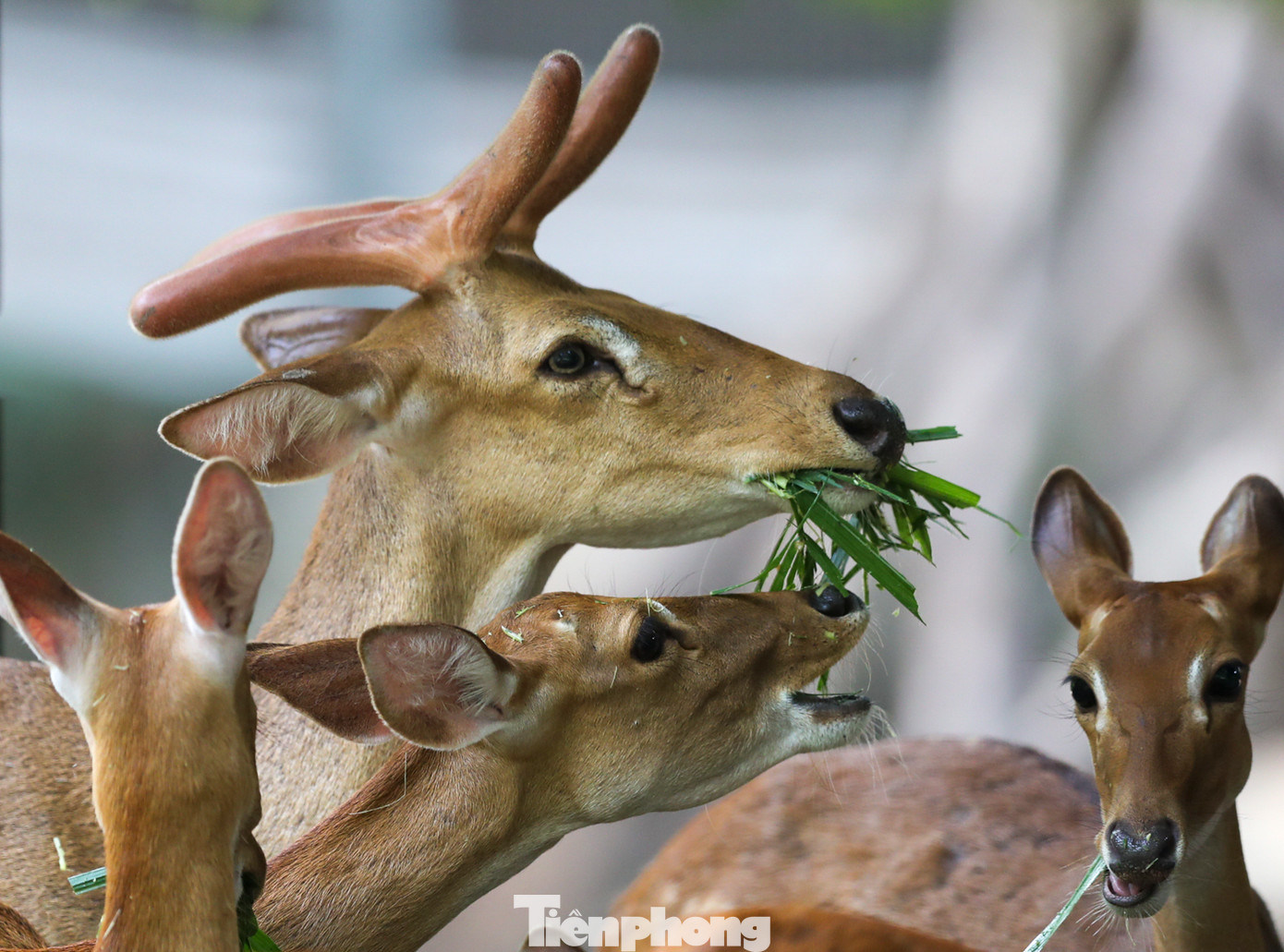 Việc du khách hay ném đồ ăn vào cho thú, ông Nê cho biết: "Sau này những việc như thế đều được các nhân viên tại đây nhắc nhở. Chúng tôi đều giải thích rõ cho khách hiểu là thức ăn của các loài đều đã được cung cấp đầy đủ, nếu như tự tiện cho thú ăn những thức ăn không phải của chúng sẽ gây ảnh hưởng rất nhiều đến sức khoẻ của chúng".