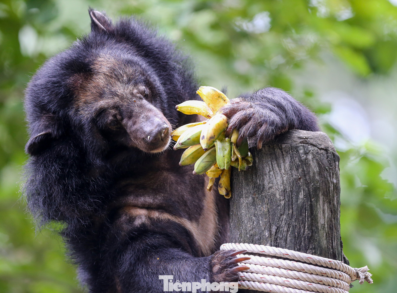 Tuỳ theo mỗi loài và từng đặc tính, cách cho ăn sẽ được các nhân viên ở đây ghi nhớ và thực hiện theo đúng cách.