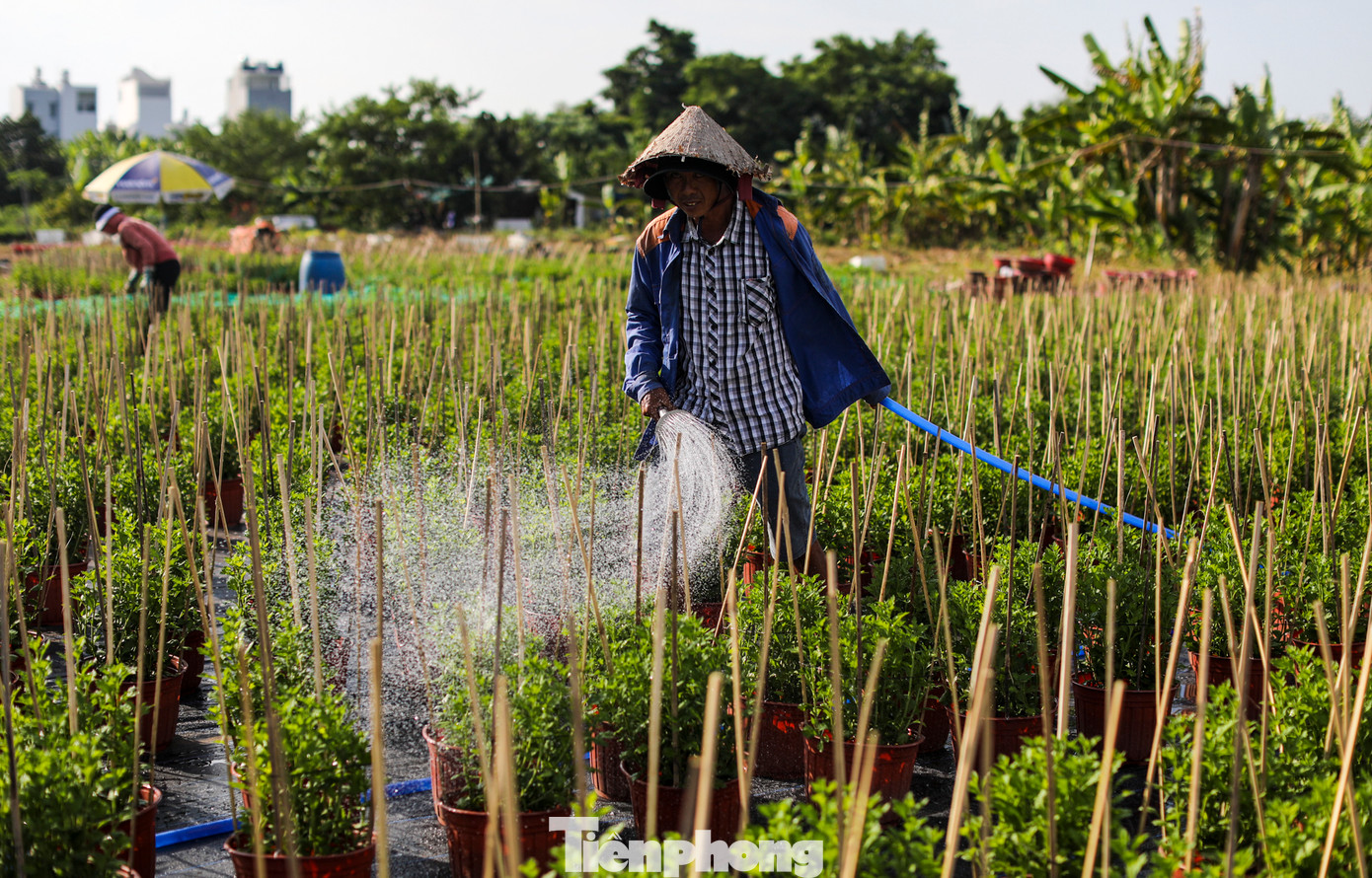 Ngoài việc tỉa lá, ngắt nụ, việc bón phân bổ sung dinh dưỡng cho cây cũng được thực hiện thường xuyên để cây sinh trưởng tốt, ra hoa đẹp và đúng vụ. Tùy theo thời tiết, mỗi ngày các luống hoa sẽ được tưới nước ít nhất 2 lần.