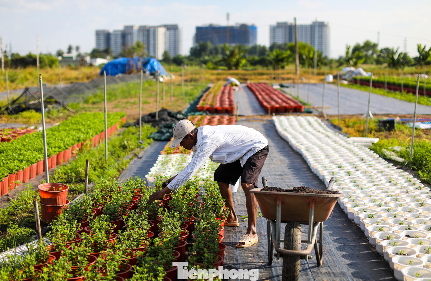 Lệ thường, từ ngày 15-20 tháng Chạp, nhiều thương lái sẽ đến xem hoa, chốt giá lấy hàng.