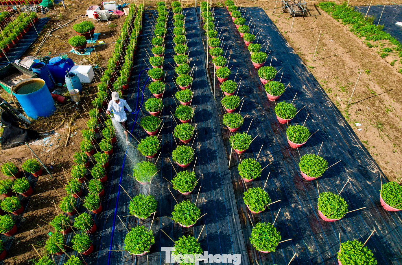 Những ngày cuối tháng 12, các vườn hoa tại phường Thới An (quận 12) lại tất bật với việc bón phân, ngắt nụ để chờ ngày xuất hoa phục vụ cho dịp Tết Giáp Thìn 2024.