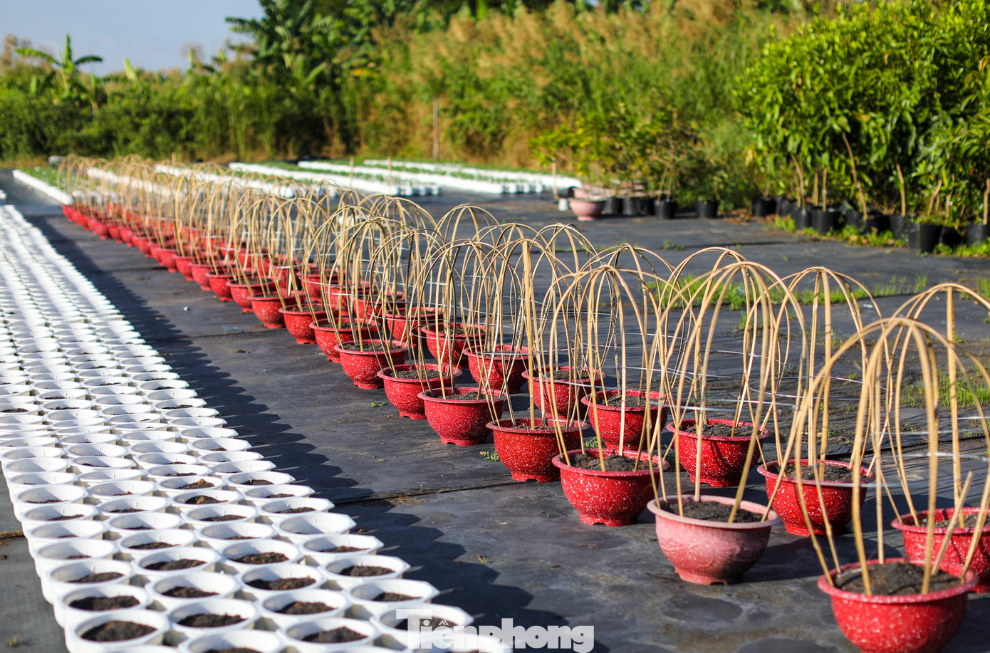 Tại một nhà vườn khác, chủ vườn cho biết mặc dù giá vật tư, phân bón, thuốc trừ sâu...tăng không đáng kể nhưng nhà vườn cũng chủ động giảm số lượng. Các nhà vườn đều kỳ vọng giá hoa Tết sẽ ổn định như năm ngoái.