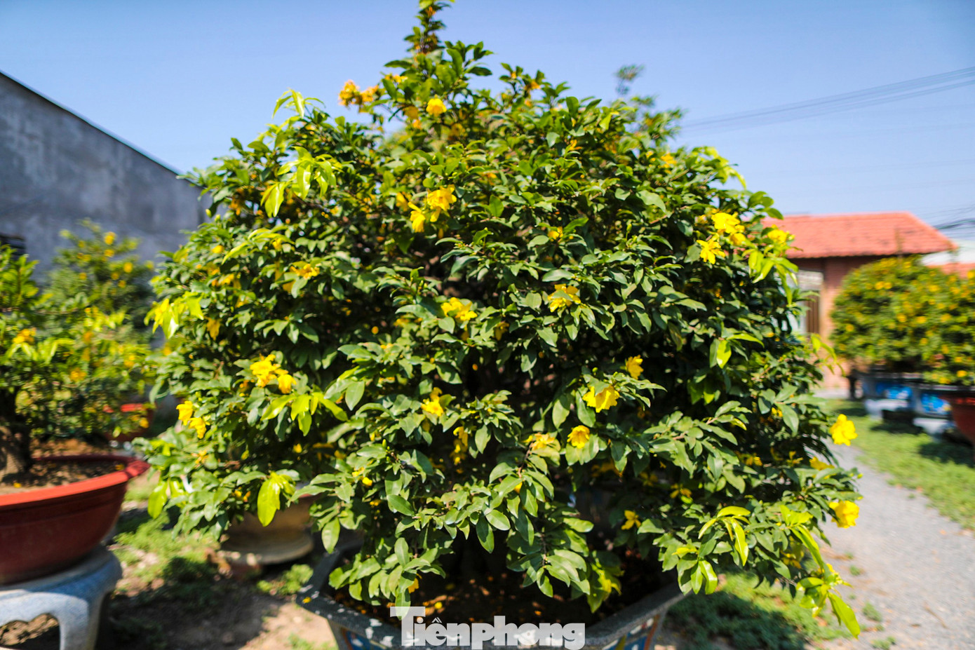 Thông thường, cứ vào tháng 10 và 11 âm lịch, người trồng sẽ bắt đầu chăm sóc, tạo thế cho cây mai. Khi cây đã đạt độ chín muồi để ra hoa, lá cây mai bắt đầu già đi, sẫm màu là lúc có thể tỉa lá và tạo nụ cho dịp Tết.