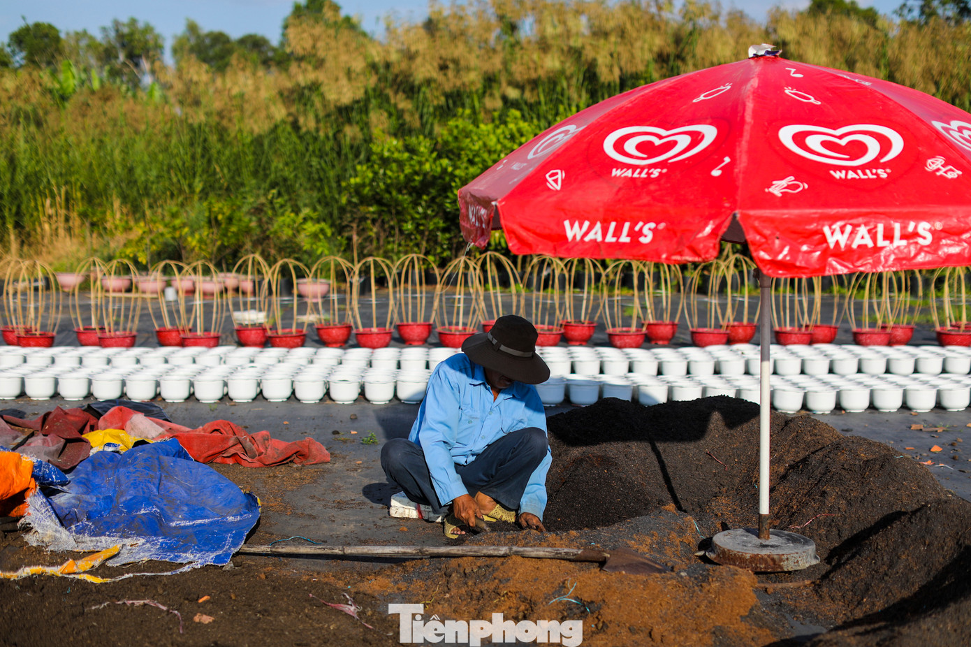 Hiện tại, chị Lan thuê 5 công nhân để chăm sóc hoa, trung bình một ngày 200.000 đồng, bao cơm trưa.