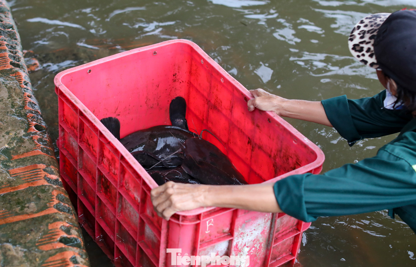 Trong buổi chiều cùng ngày, hàng trăm kg cá được người dân mua để thả phóng sinh.