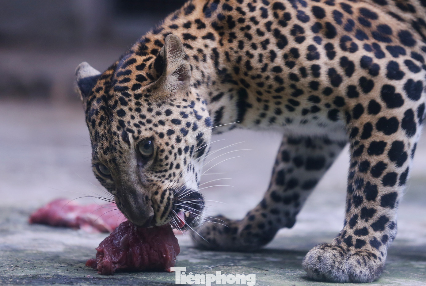 Ngoài ra, Thảo Cầm Viên cũng áp dụng mô hình "Làm giàu chuồng trại" với các hình thức kích thích động vật ăn uống. Tại chuồng báo hoa mai, nhân viên sẽ treo thịt sống lên trên cao đồng thời xát thêm nước cam với bã cà phê để dậy mùi cho thú trong lúc ăn.