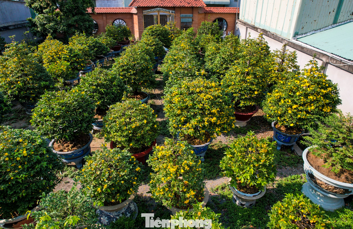 Mai vàng tượng trưng cho sự phú quý, giàu sang nên nếu nở đúng dịp đầu năm là sự may mắn, thịnh vượng. Gia đình nào cũng muốn chọn một cây mai ưng ý trong dịp Tết.